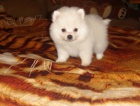 Pomeranian štěňata k dispozici, Pomeranian štěňata k dispozici,
