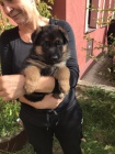 Štěňata německého ovčáka připravena k převzetí. Štěňata německého ovčáka připravena k převzetí.
