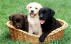 labradorský retrívr štěňata. labradorský retrívr štěňata.