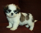 Shih Tzu štěňata jsou připraveni pro X-Mass. Shih Tzu štěňata jsou připraveni pro X-Mass.