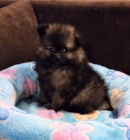 N�meck� �pic s PP