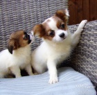 �ivava �t��ata