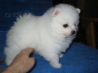 Cute Pomeranian štěňata na Vánoce. Cute Pomeranian štěňata na Vánoce.