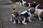 Beagle štěňata k dispozici na Vánoce. Beagle štěňata k dispozici na Vánoce.