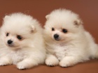 Pomeranian štěňata k dispozici, na Vánoce. Pomeranian štěňata k dispozici, na Vánoce.