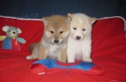 Štěňata Shiba Inu jsou k dispozici, //na Vánoce. Štěňata Shiba Inu jsou k dispozici, //na Vánoce.