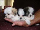 Shih Tzu štěňata na Vánoce. Shih Tzu štěňata na Vánoce.