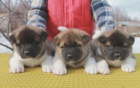 Akita inu Štěňata na Vánoce. Akita inu Štěňata na Vánoce.