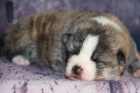 Akita inu s PP Akita inu s PP