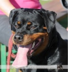 Rotvajler �t���tka