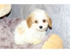 Štěňata Cavapoo pro přijetí Štěňata Cavapoo pro přijetí