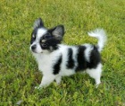 Super roztomilý štěně Chihuahua Super roztomilý štěně Chihuahua