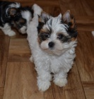 Biewer jork��rsk�  teri�r