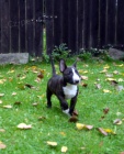 �t���tka Miniaturn� Bull Terrier