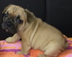 Zdravá štěňátka pro adopci Zdravá štěňátka pro adopci