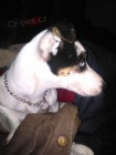 Jack Russell Terrier Jack Russell Terrier