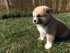 Akita-Inu Akita-Inu