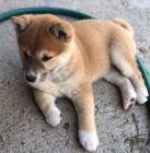 shiba inu �t��ata pro v�no�n�
