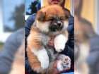 Akita-Inu Akita-Inu