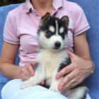 Sibiřský husky Štěňata na Vánoce. Sibiřský husky Štěňata na Vánoce.