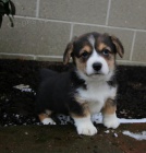 �t���tka p��telsk� vel�tiny Corgi (Pembroke)