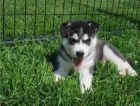 Sibiřsky husky štěňata. Sibiřsky husky štěňata.