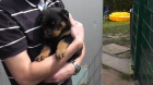 Rottweiler štěňata. Rottweiler štěňata.