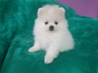 Pomeranian štěňata.  Pomeranian štěňata.