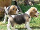 Beagle štěňata. Beagle štěňata.