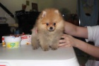 Pomeranian štěňata. Pomeranian štěňata.
