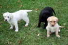 Labradorský retrívr štěňata. Labradorský retrívr štěňata.