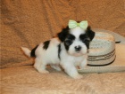 Shih Tzu štěňata. Shih Tzu štěňata.