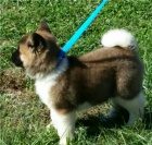 Akita inu Štěňata. Akita inu Štěňata.