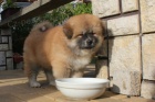 Akita inu - štěňátka Akita inu - štěňátka