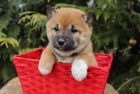�t���tka Shiba Inu z vy���ch rodin