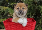 �t���tka Shiba Inu z vy���ch rodin