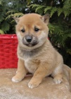 �t���tka Shiba Inu z vy���ch rodin