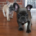 Super rozkon anglick buldok AKC