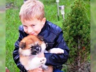 Absolutní radostná akita inu štěňata na prodej Absolutní radostná akita inu štěňata na prodej