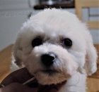 Bišonek - Bichon Frisé Bišonek - Bichon Frisé