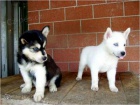 Sibiřský husky Štěňata  Sibiřský husky Štěňata