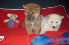 Shiba Inu Štěňata Shiba Inu Štěňata