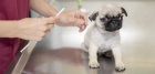 Mops stenata Mops stenata