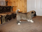 Akita Inu štěňata\ Akita Inu štěňata\