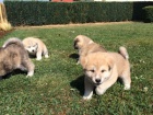 Akita Inu  Akita Inu