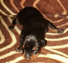 Dobrman - �t�n�tka 