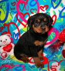 hezk� rottweilers