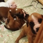 N�meck� boxer - �t��ata