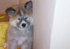Akita inu štěnata Akita inu štěnata