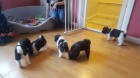 Akita-inu štěňata na prodej Akita-inu štěňata na prodej